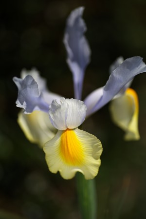 Yellow and Blue Iris Flower